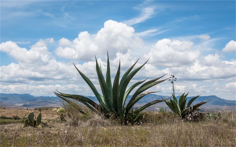 Il Mezcal