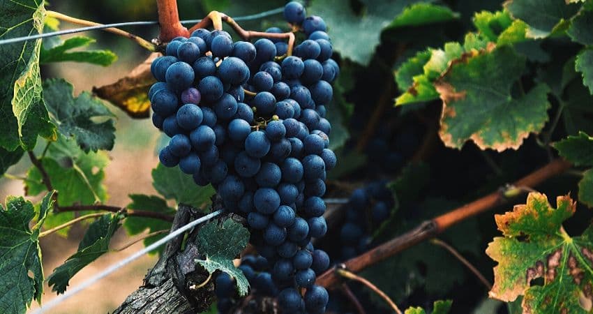 Barbera D'Asti - Caratteristiche e abbinamenti